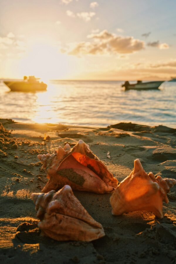 Séjour en Guadeloupe - du 18 au 25 janvier 2026 – Image 2