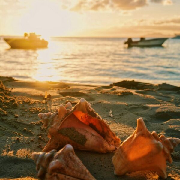 Séjour en Guadeloupe - du 18 au 25 janvier 2026