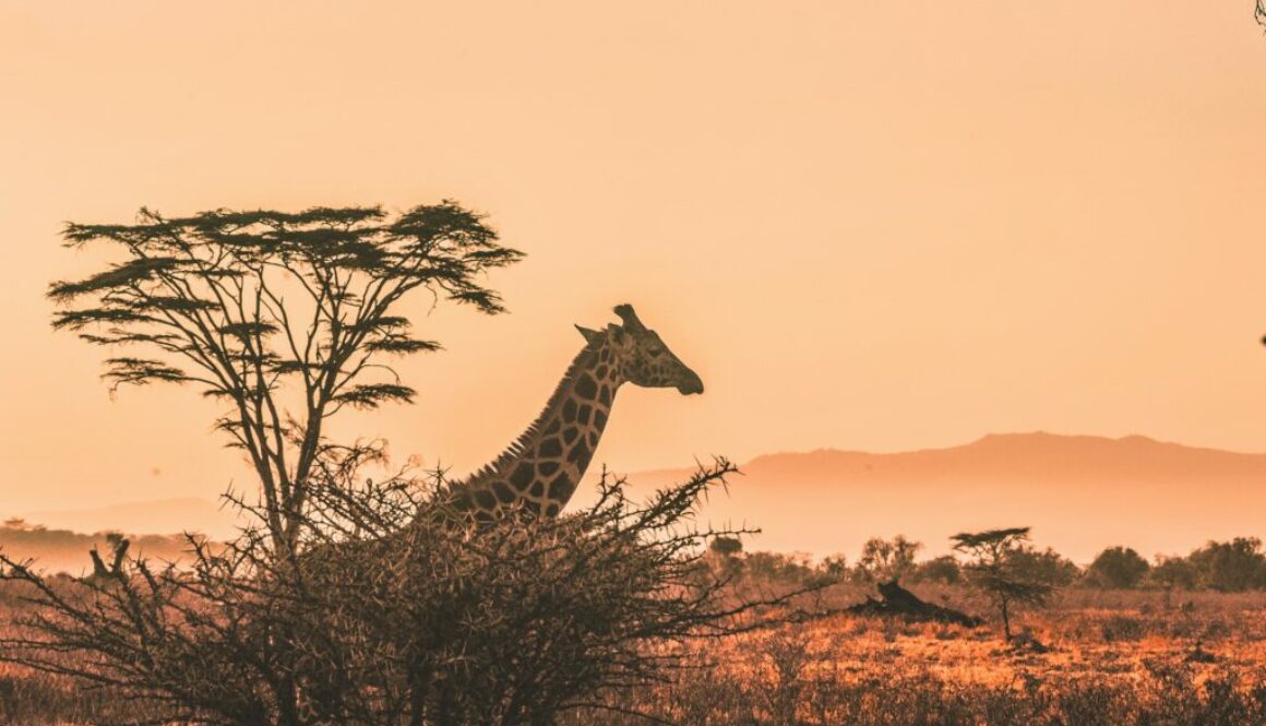 harshil-gudka-kfxEUCTUeyg-unsplash